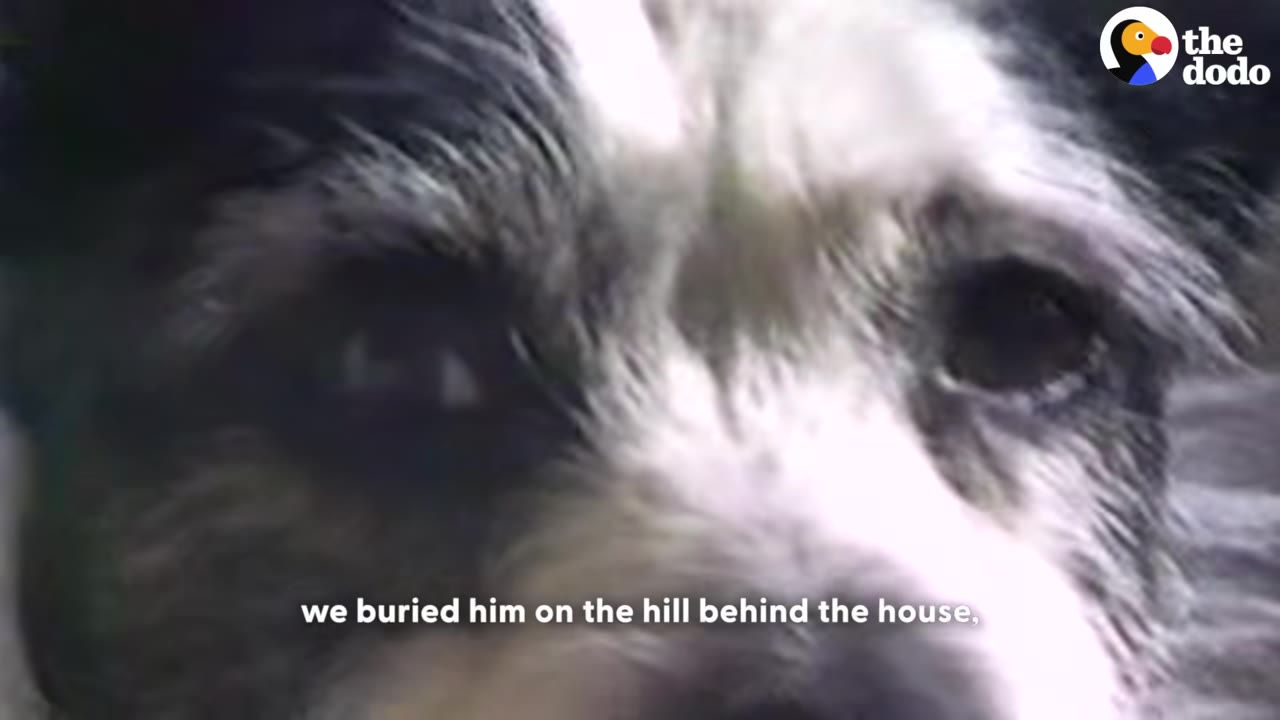 A close-up of a black and white dog's face with text overlay that reads, 'we buried him on the hill behind the house,'.