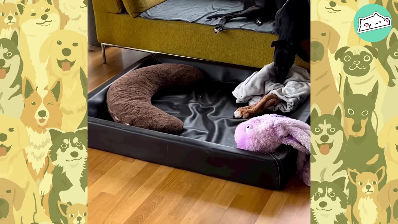 A black greyhound lies on a yellow sofa, looking down at a black dog bed on the floor containing a brown crescent-shaped pillow, a grey blanket, and a purple plush toy.