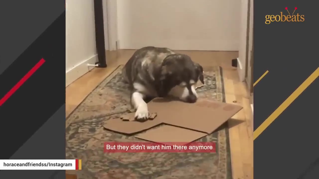 A fluffy grey and white dog lies on a patterned rug in a hallway, chewing on a piece of brown cardboard.