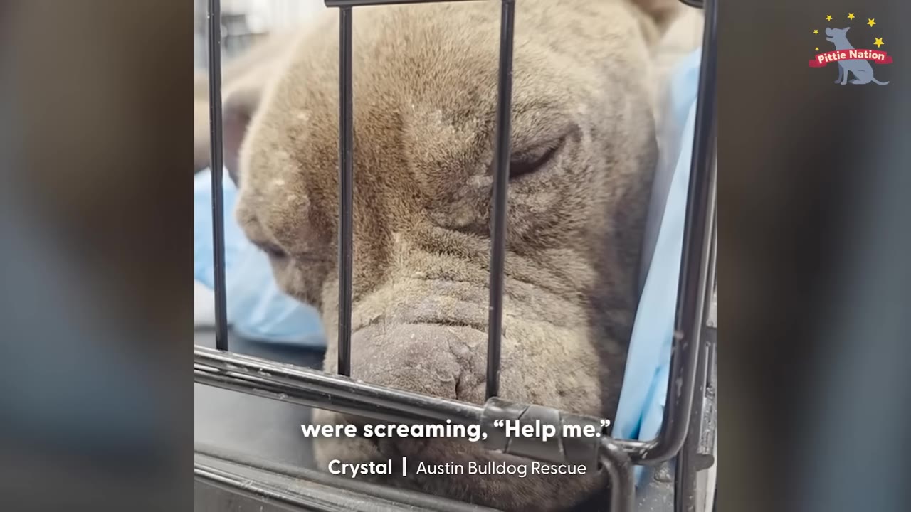 A close-up of a brown dog's face behind the black metal bars of a crate, looking weak and tired.