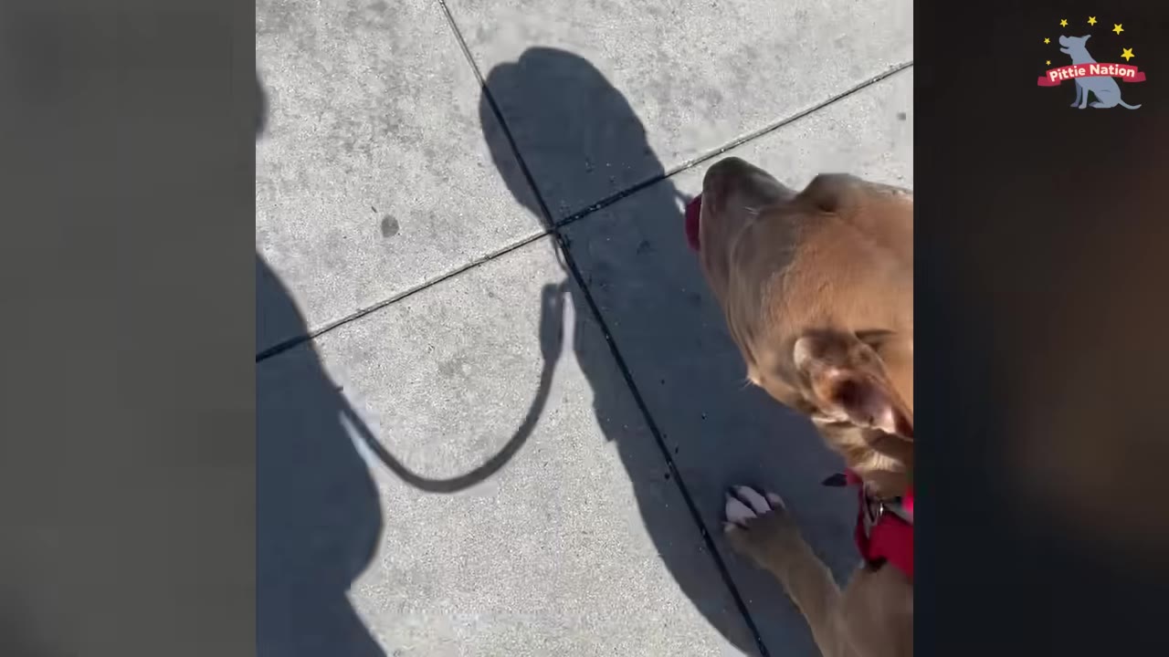 A high-angle view of a tan dog on a red harness walking on a concrete sidewalk, with the shadow of the dog and its handler holding a leash cast on the ground.