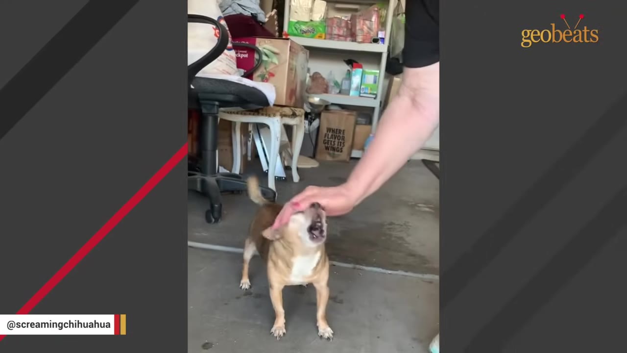 A small tan and white chihuahua looking up with an open mouth as a person's hand gently pets its head.
