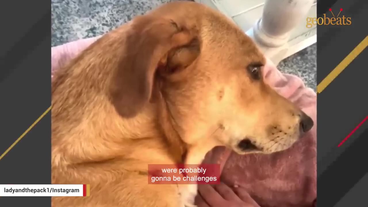 A close-up shot of a light brown dog with a sad expression, looking off to the side.