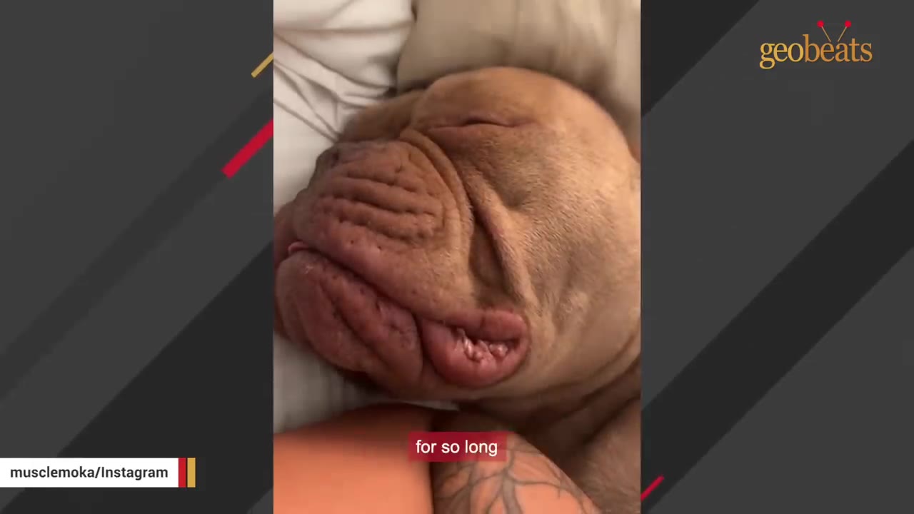 A close-up of a wrinkly brown dog sleeping peacefully on a bed.