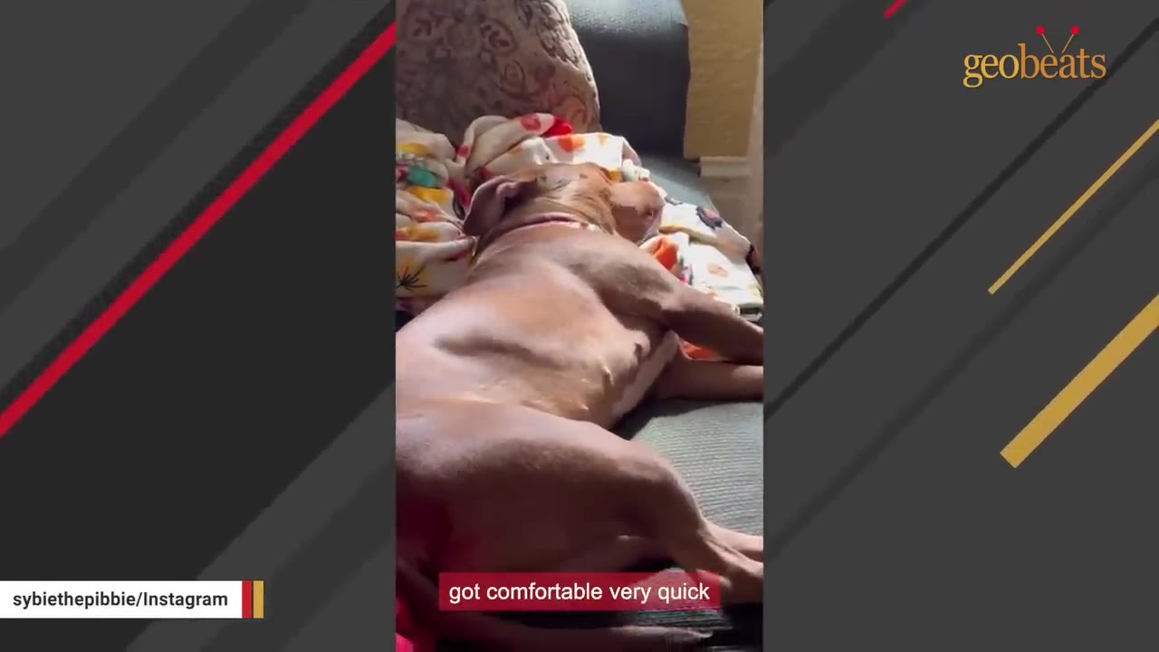 A brown dog lying down comfortably on a couch with colorful blankets.