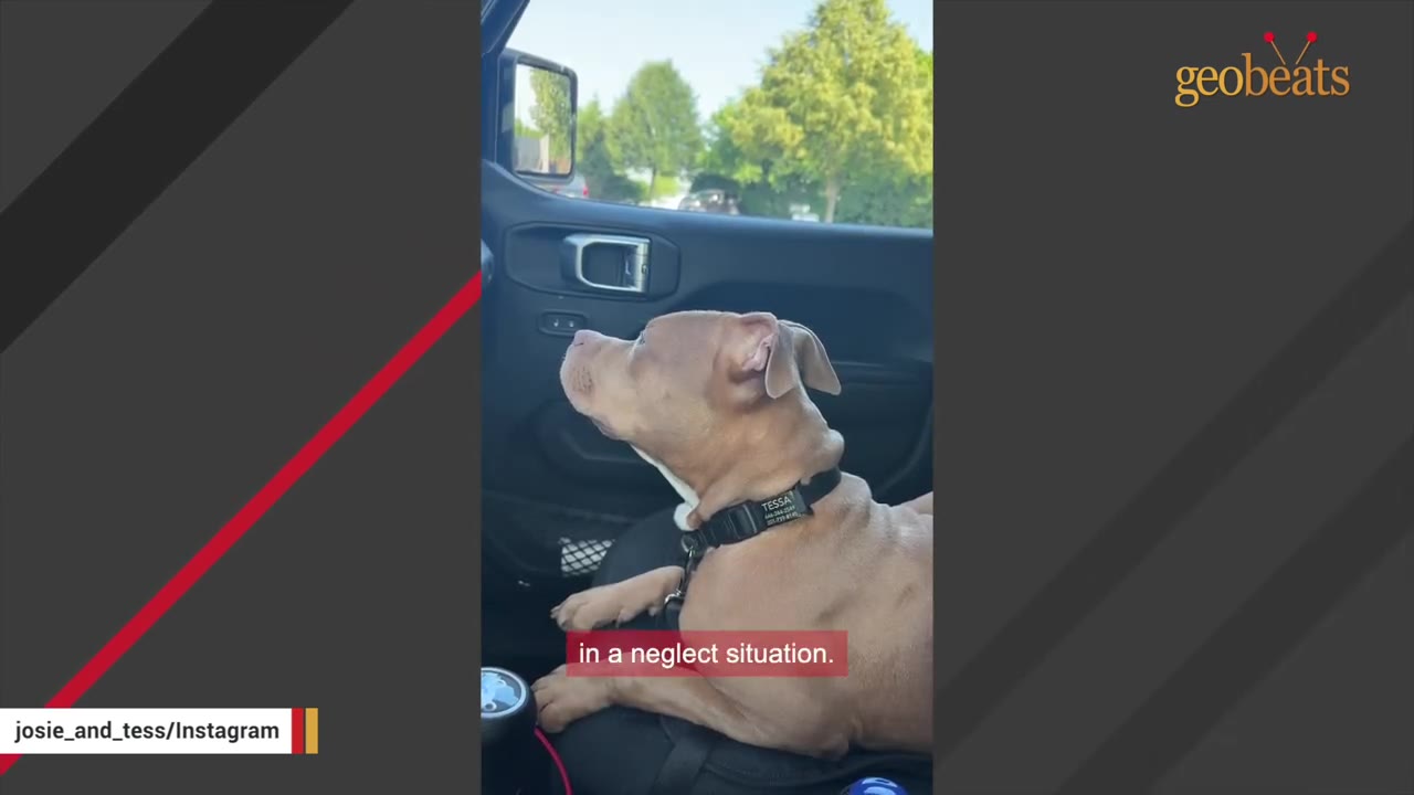 A tan puppy wearing a black collar sits inside a car, looking out the window, with a caption reading 'in a neglect situation.'