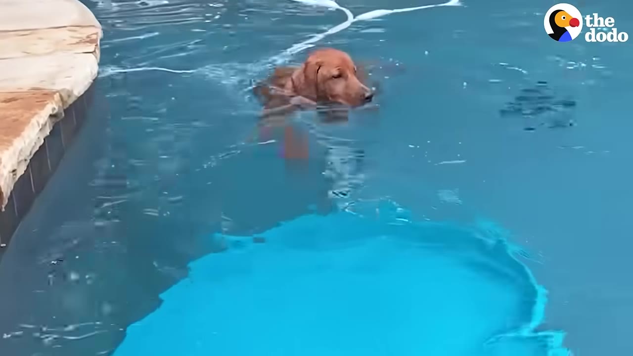 A golden retriever swims in a swimming pool above a submerged blue plastic kiddie pool.