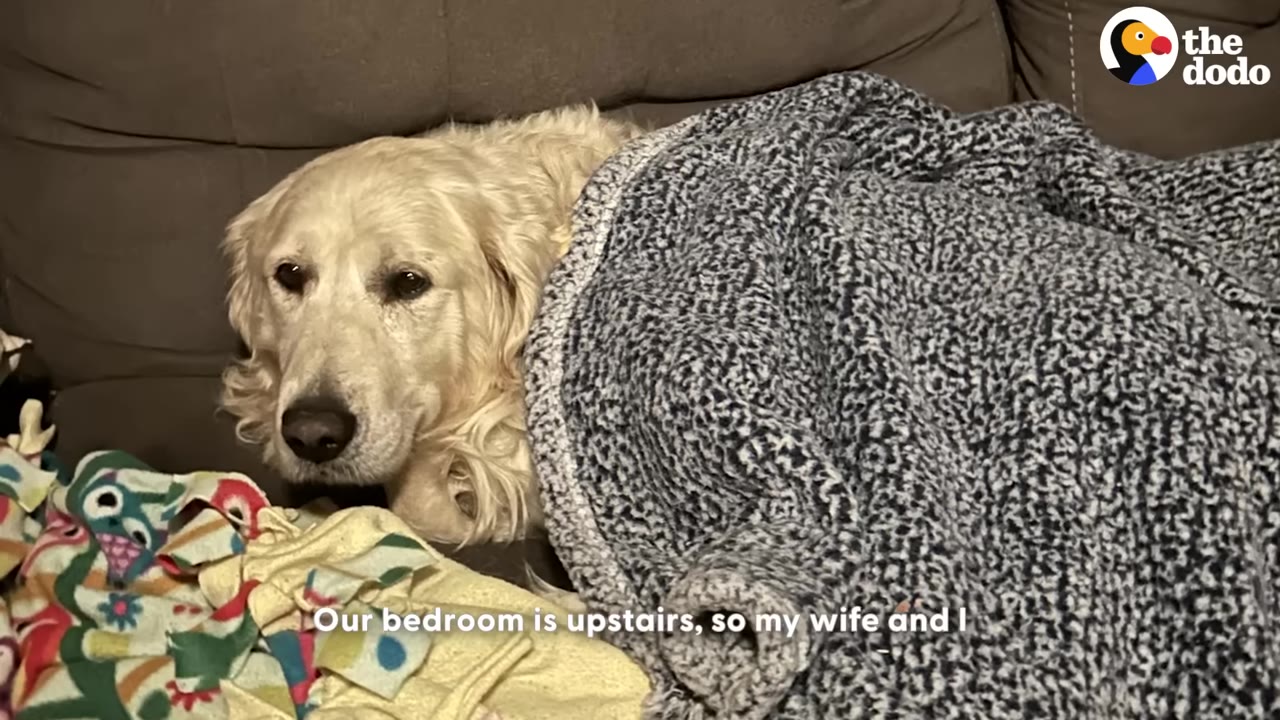 A golden retriever lies on a brown couch, covered with a blue and white patterned blanket, looking directly at the camera.