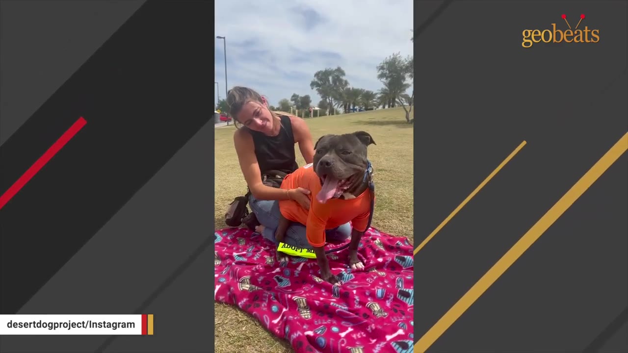 A woman smiles as she sits on a pink blanket in a grassy park, holding a happy pit bull wearing an orange shirt.