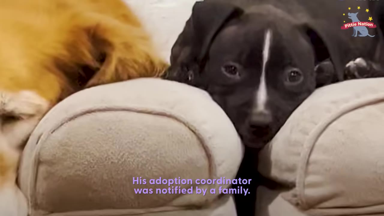 A black puppy with a white stripe down its face rests its chin on a beige couch cushion next to another golden-furred dog.