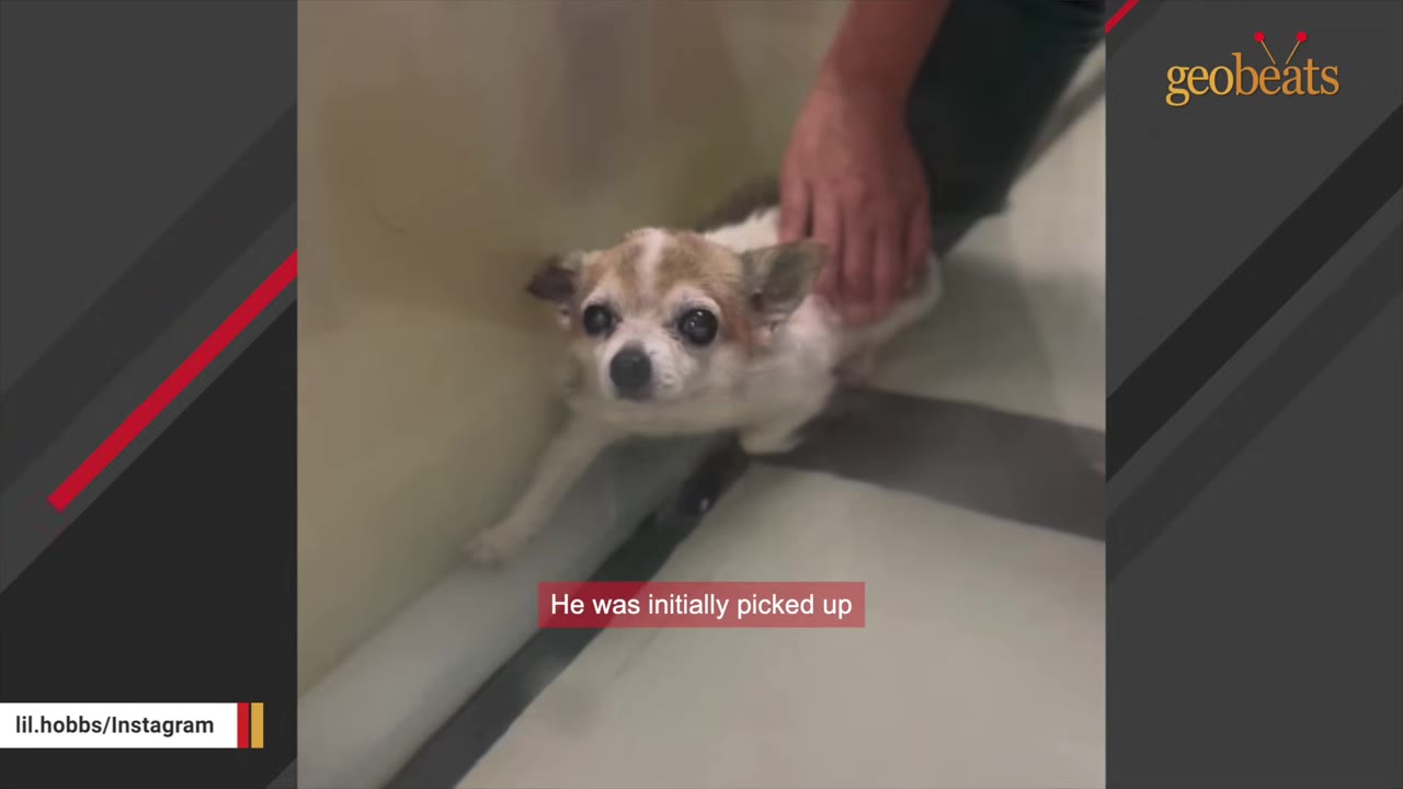 A small, senior white and brown Chihuahua-mix dog being gently petted on the back by a person's hand.