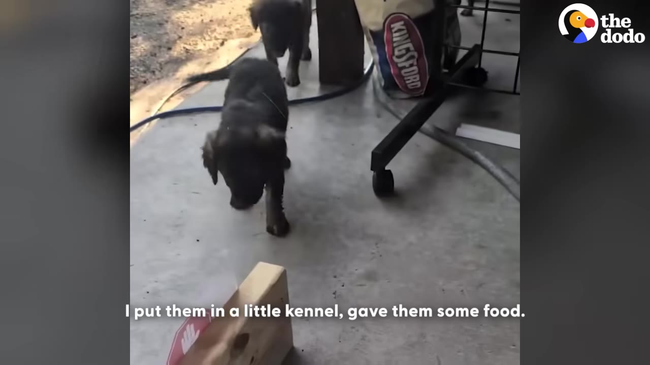 Two small dark puppies walk on a concrete patio near a bag of Kingsford charcoal.