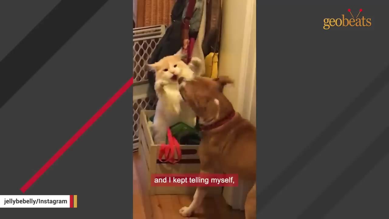 A fluffy, light-colored cat standing on its hind legs in a wooden crate, interacting with a brown and white dog.