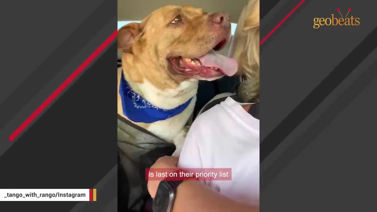 A tan dog wearing a blue bandana pants heavily with its tongue out while sitting next to a person in a vehicle.