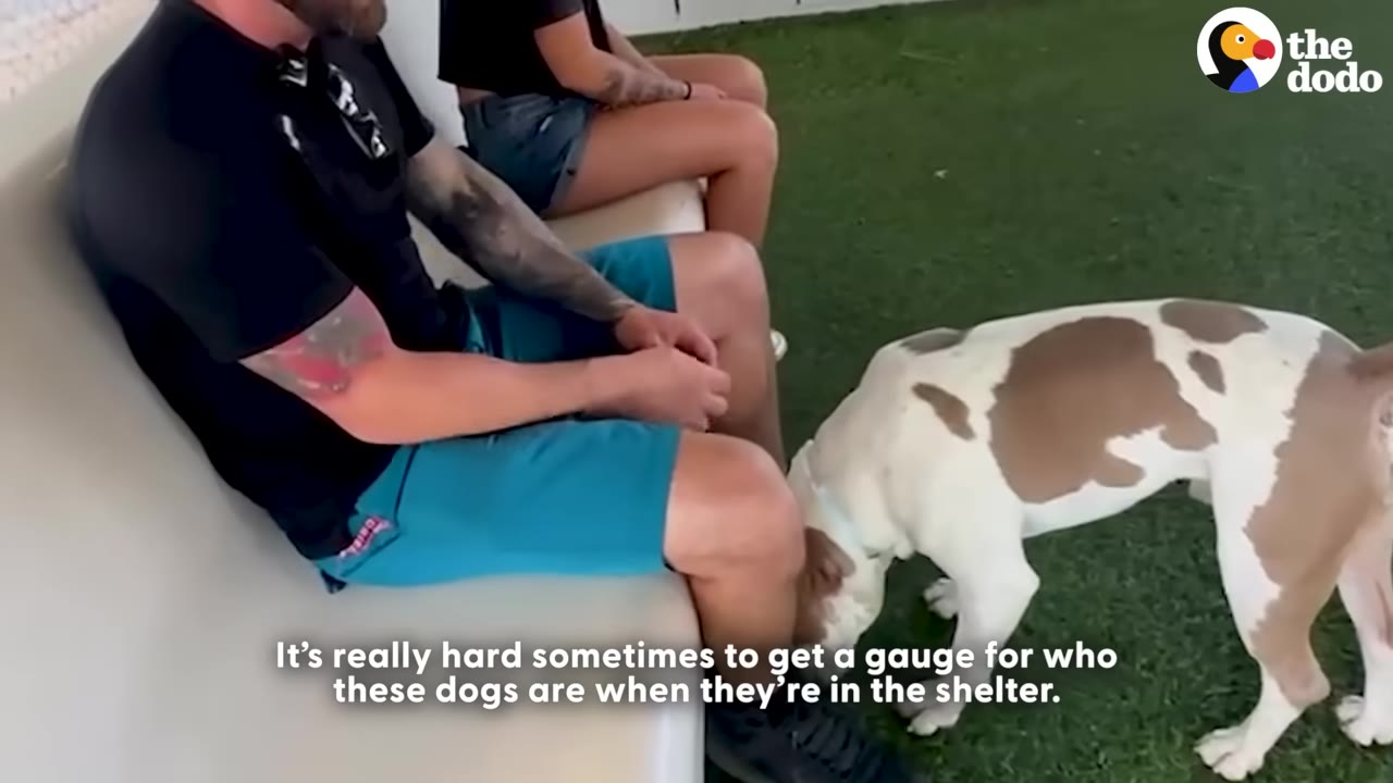 A brown and white dog sniffing the leg of a man sitting on a bench next to a woman, with text overlay reading 'It's really hard sometimes to get a gauge for who these dogs are when they're in the shelter.'