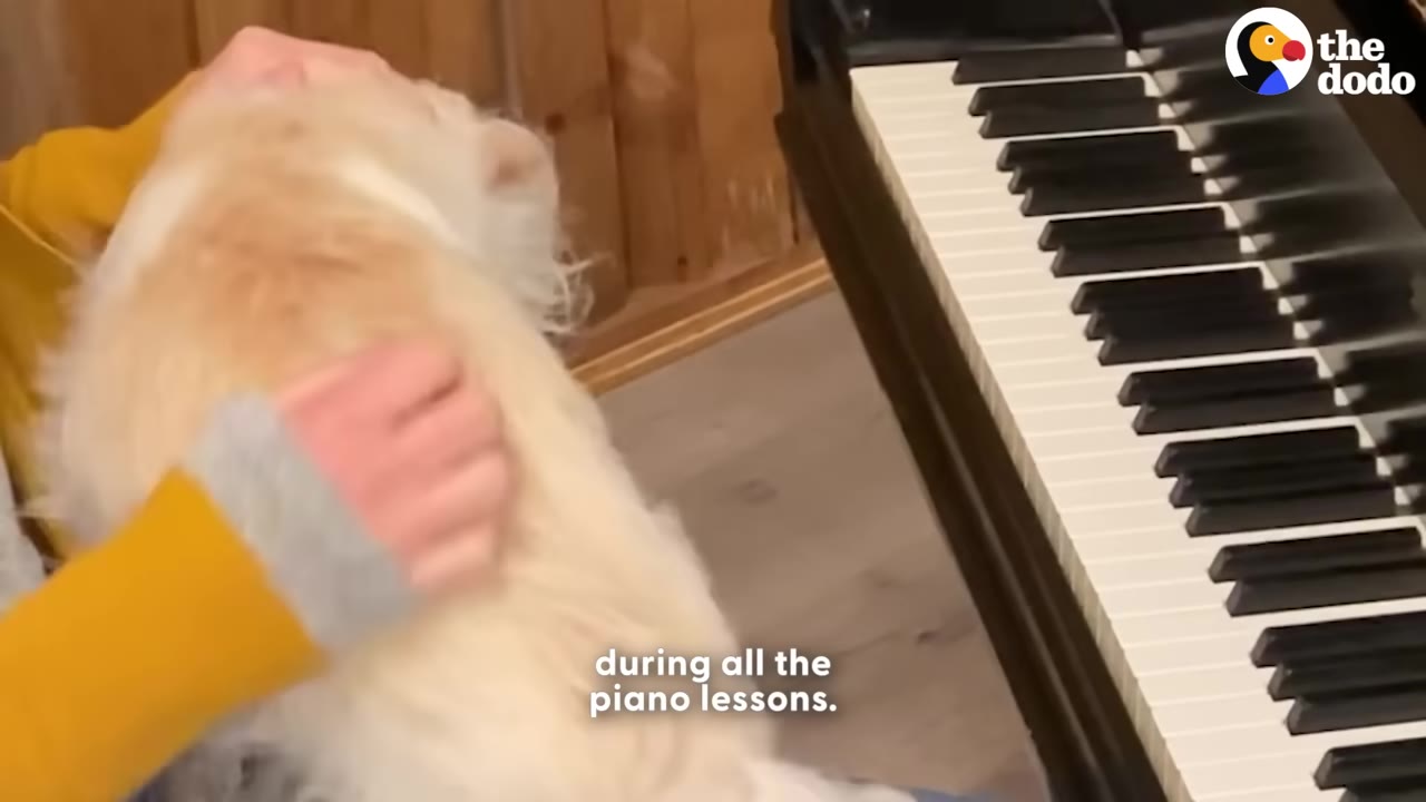A small white dog sits on a person's lap right next to the keys of a piano, being gently petted.