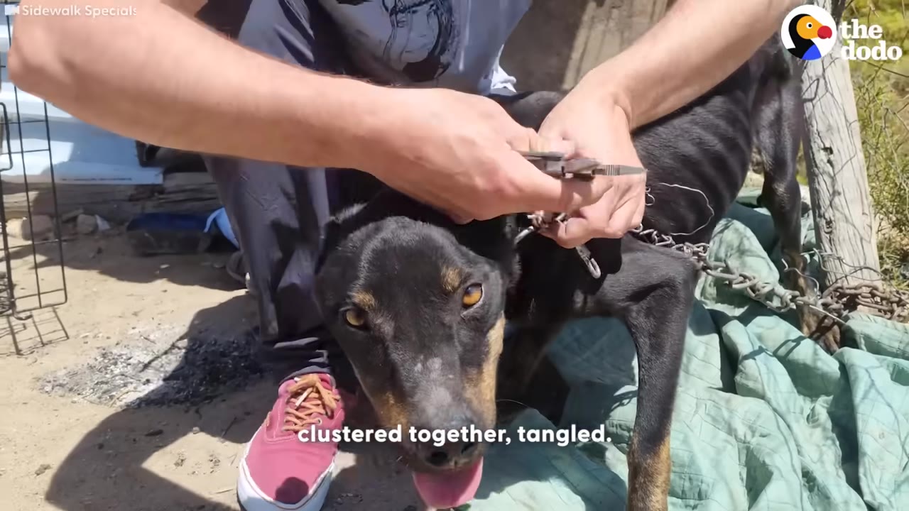 A close-up shot of a rescuer using metal cutters to free a black dog from a heavy metal chain tangled around its neck.