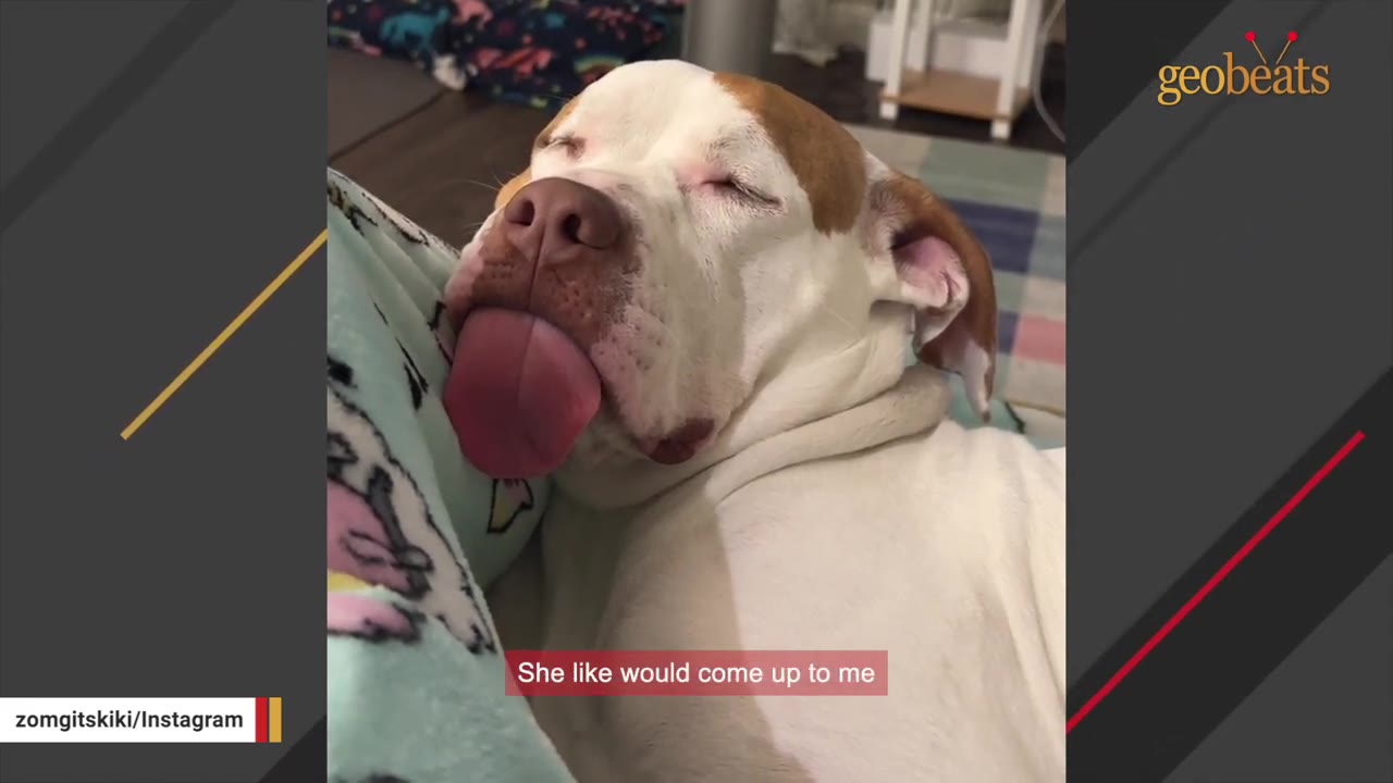 A white and brown dog sleeps peacefully with its eyes closed and tongue sticking out, resting its head against a person's leg covered in a soft, patterned blanket.