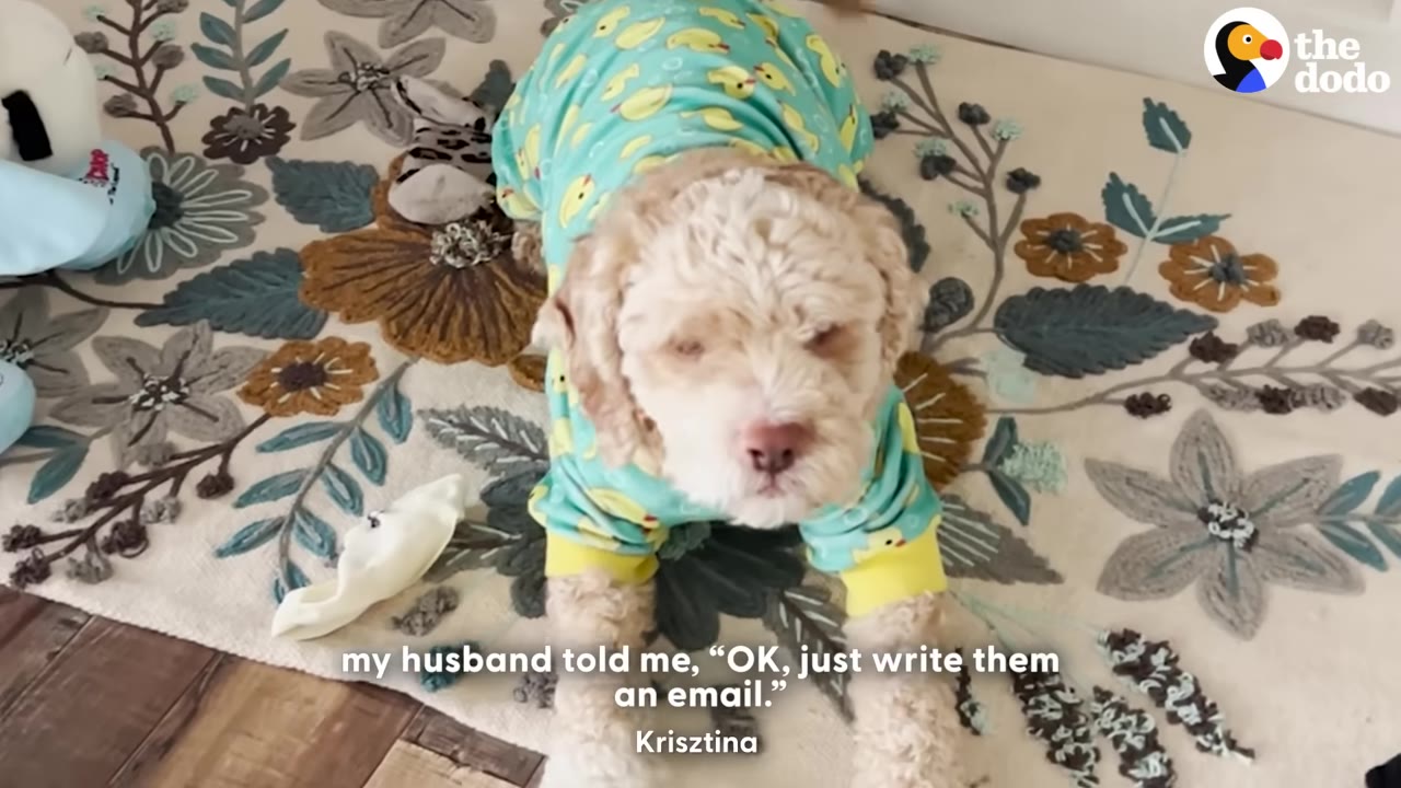 A small, light-colored curly-haired dog wearing blue pajamas with yellow ducks lies on a floral rug, with subtitles reading 'my husband told me, "OK, just write them an email."' at the bottom.