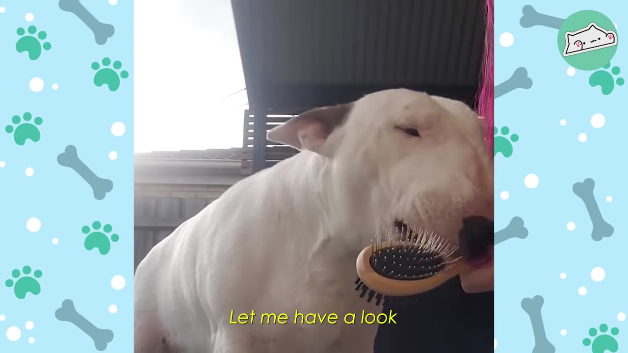 A white Bull Terrier chewing on a wooden hairbrush held by a person.