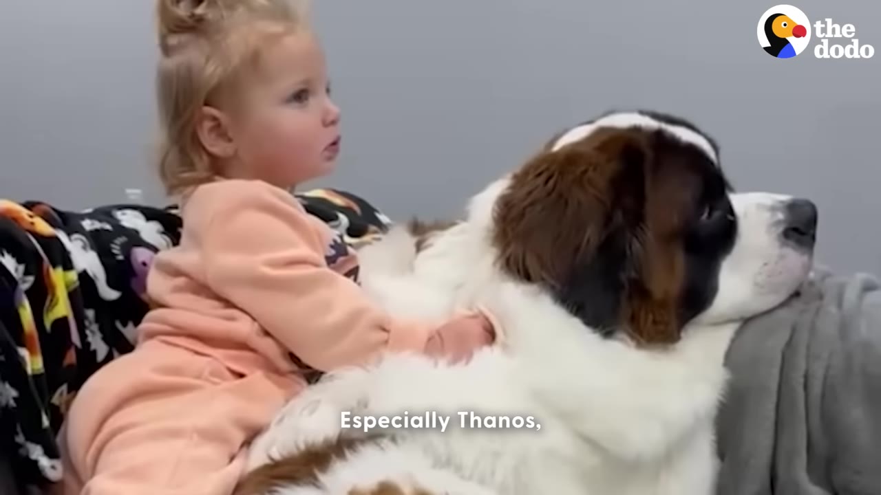 A young toddler in peach-colored pajamas sits next to a large Saint Bernard dog on a couch, leaning against its back.