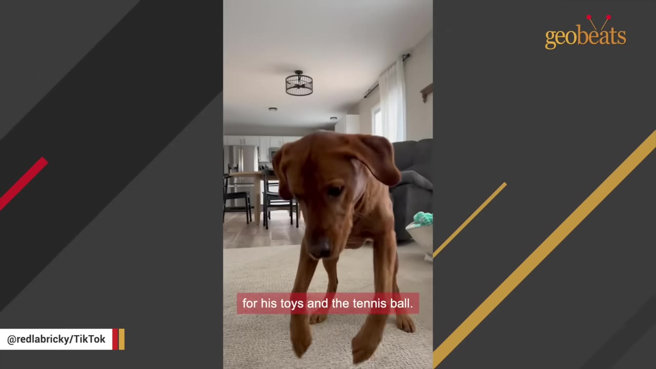 A golden-brown dog stands on a carpet indoors, lifting its front paws in an excited, dancing motion.