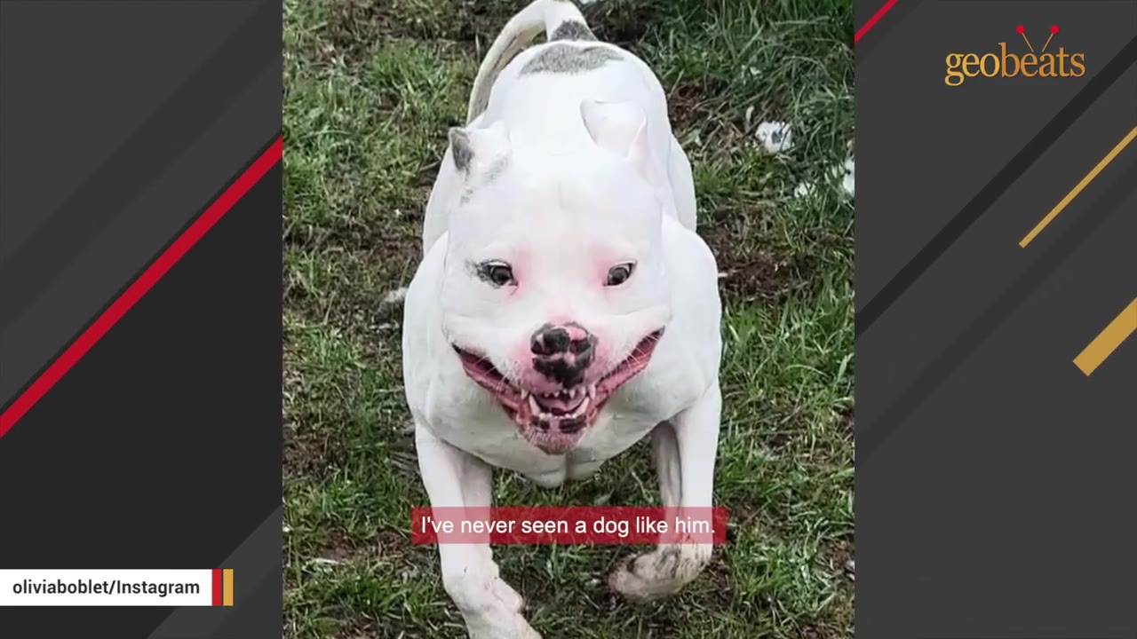 A muscular white dog with a black-spotted nose and pinkish skin around his eyes smiles happily while running on green grass.