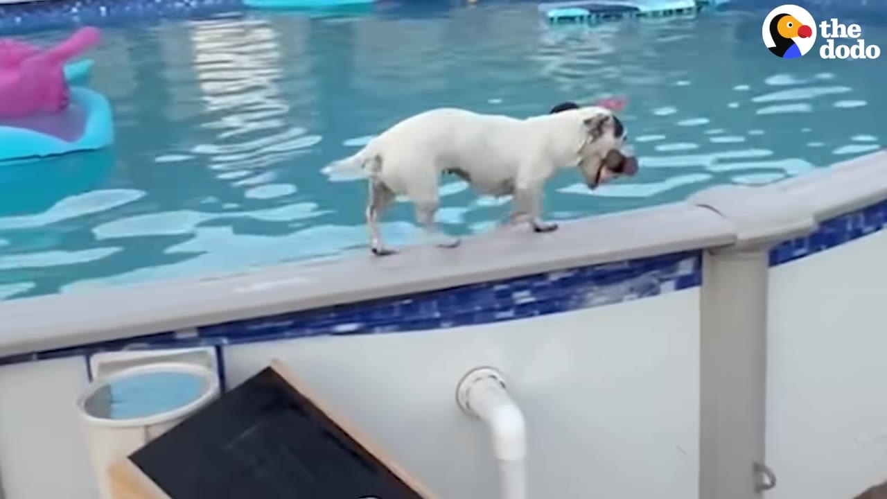A small white dog with dark ears carefully walks along the narrow top edge of an above-ground swimming pool.