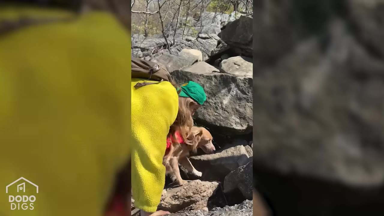 A person wearing a yellow fleece jacket and a green cap bends down next to a golden dog on a rocky trail.