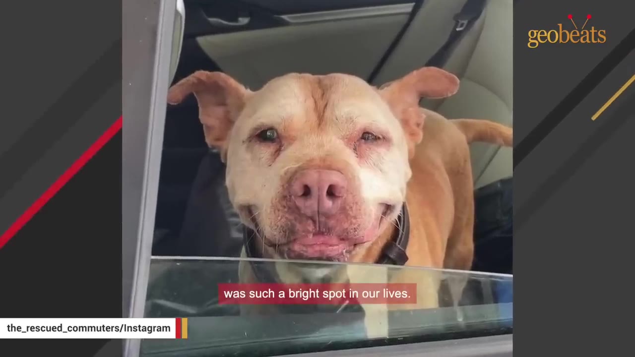 A close-up of a tan dog with floppy ears looking out of a car window with a happy expression.