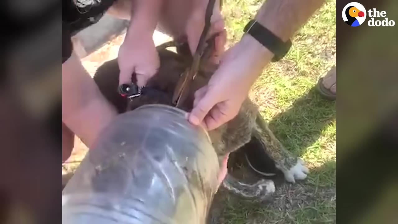 Hands of rescuers carefully using shears to cut a large plastic jar off the head of a brindle dog lying on the grass.
