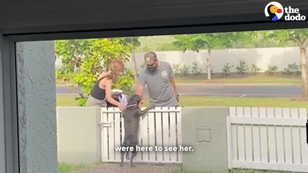 A dark-colored dog stands on its hind legs at a white garden gate, being greeted and petted by a man and a woman standing on the sidewalk outside.