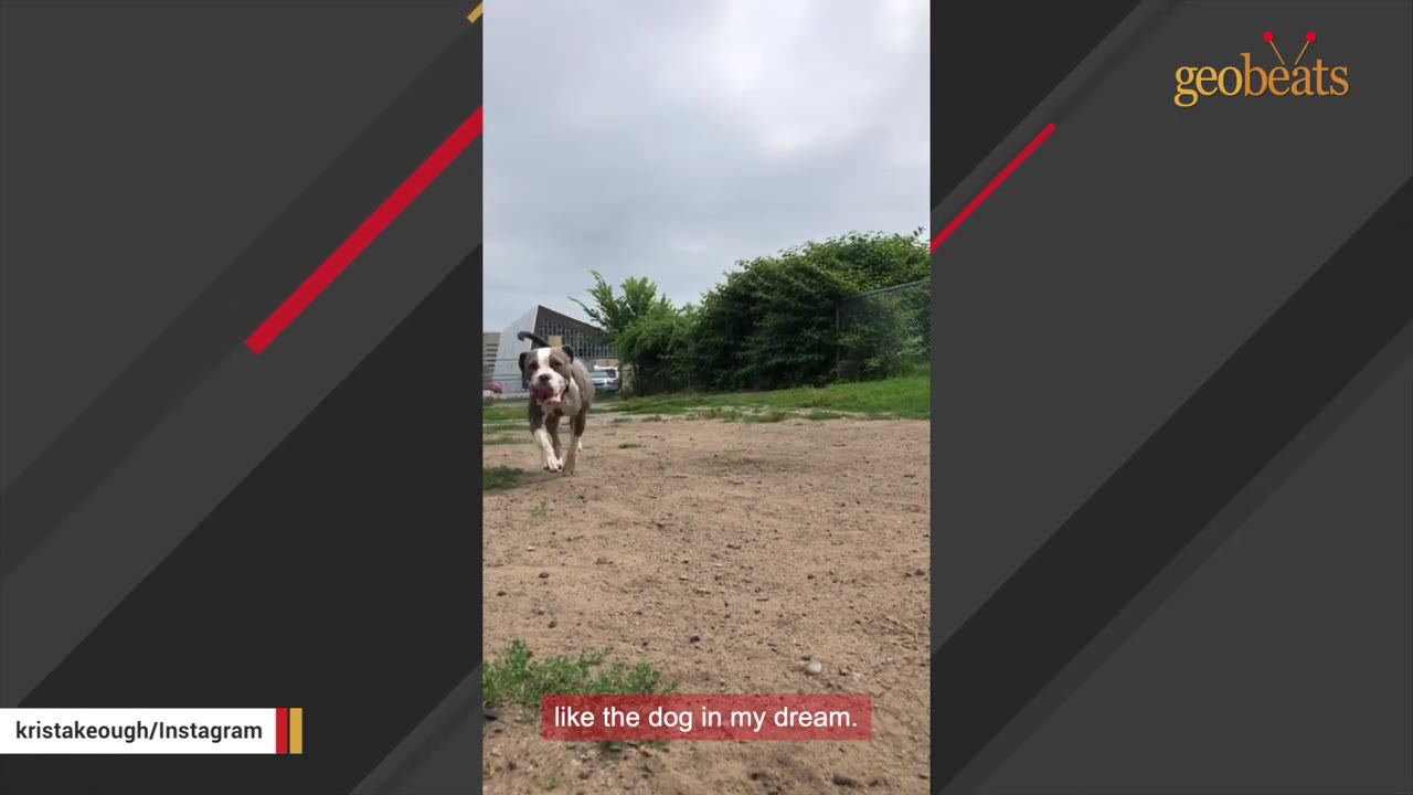 A brown and white dog running on a dirt path outdoors under a cloudy sky.