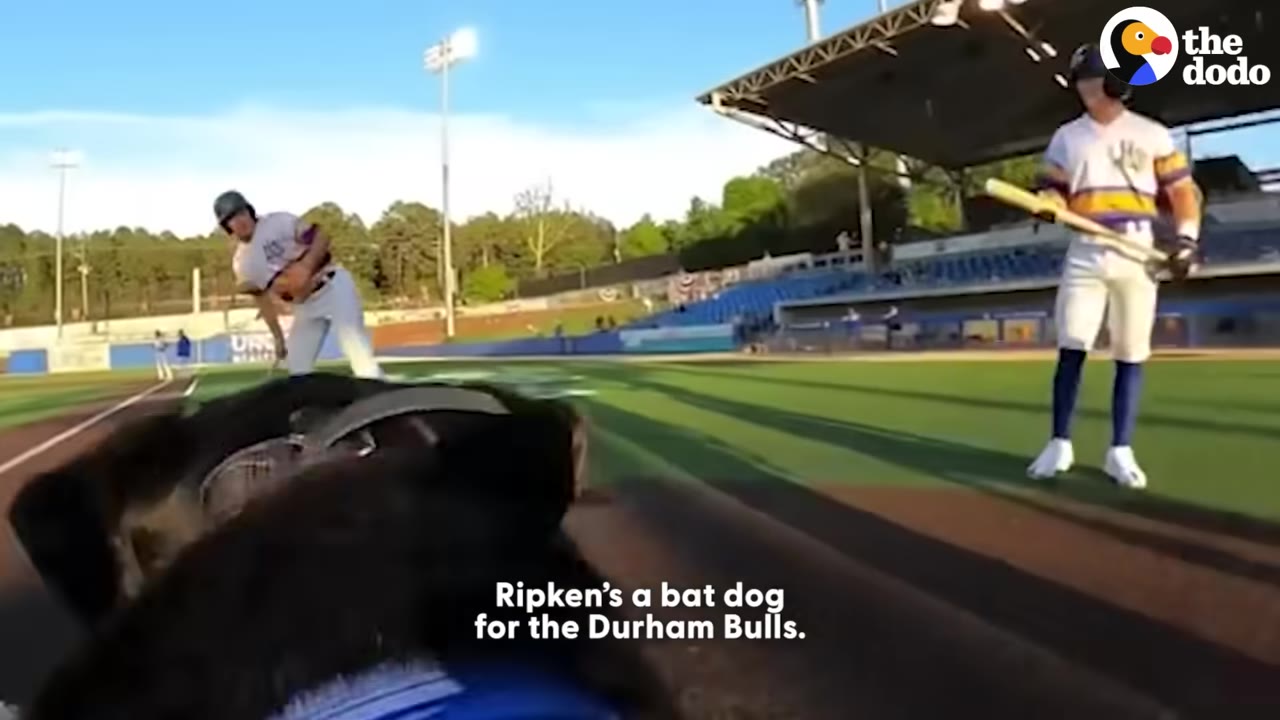 A low-angle view from behind a black dog wearing a blue vest on a baseball field, looking towards baseball players in uniform.