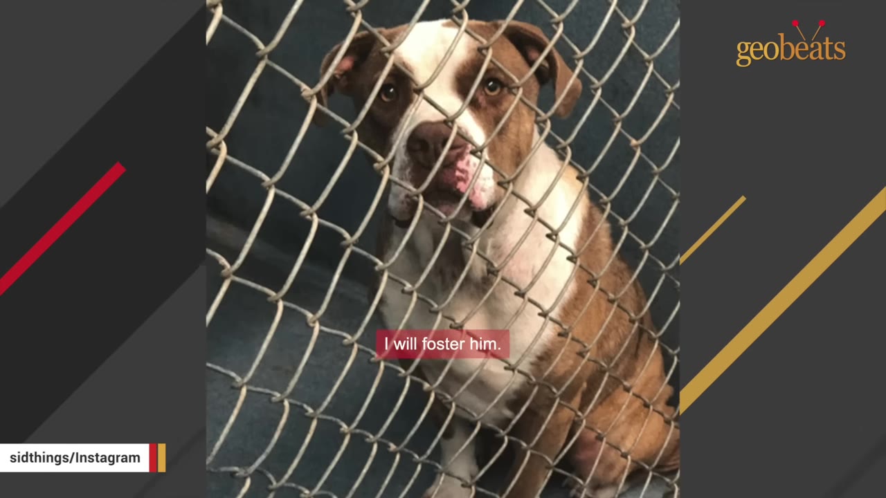 A brown and white pit bull mix sits behind a chain-link fence looking out with sad eyes.