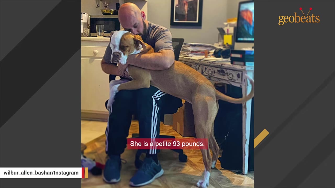 A large brown and white dog stretches its long body across a man's lap as he sits in an office chair, hugging the dog close.