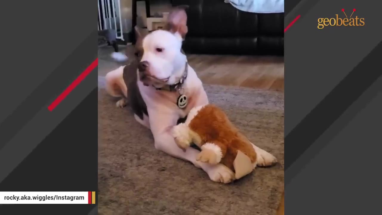 A large white and brown dog lies on a rug next to a plush toy resembling Gizmo from the movie Gremlins.