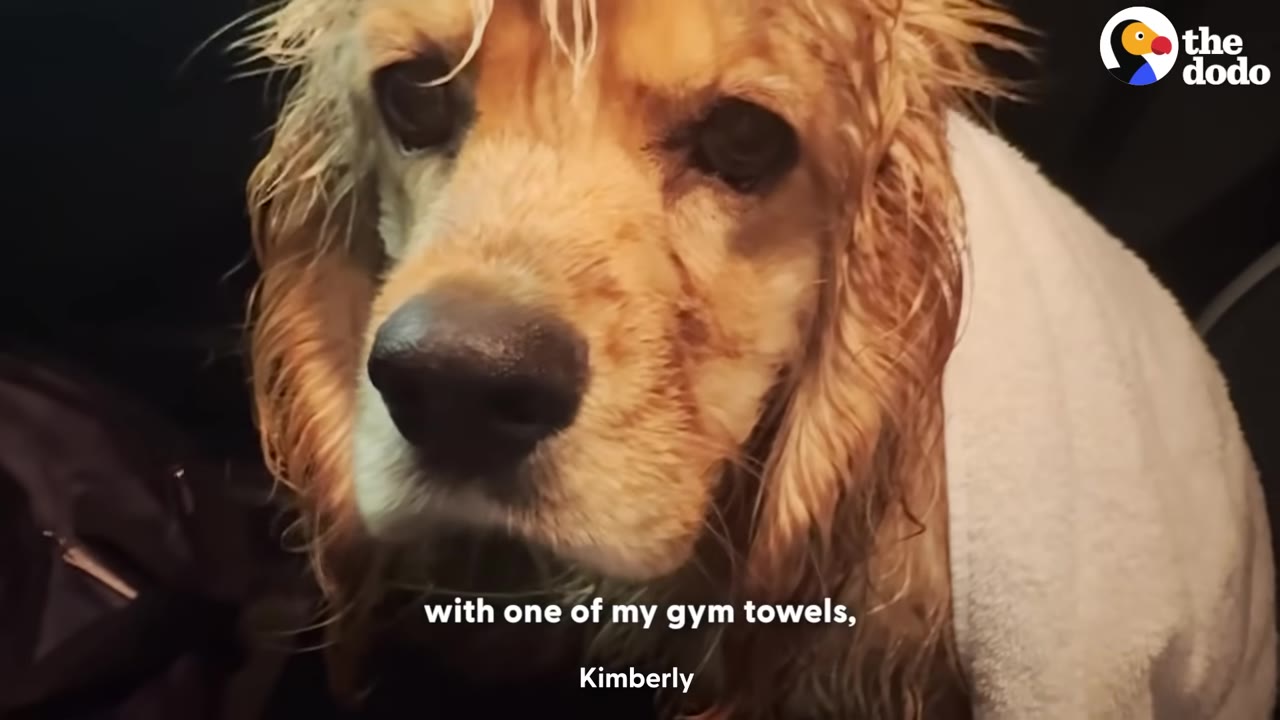 A wet golden cocker spaniel wrapped in a white towel inside a car, looking directly at the camera.
