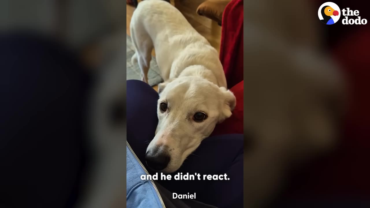 A white dog rests his head on a person's lap, looking up calmly with the text 'and he didn't react' displayed on the screen.