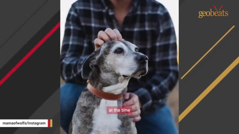 California Dog’s Family Prepared For Goodbye, But Their Fierce Old Matriarch Wasn’t Finished Yet
