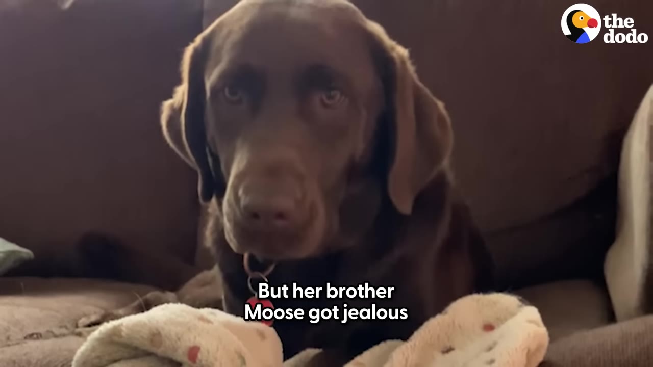 A close-up of a chocolate Labrador Retriever looking directly at the camera with a sad expression while sitting on a couch.
