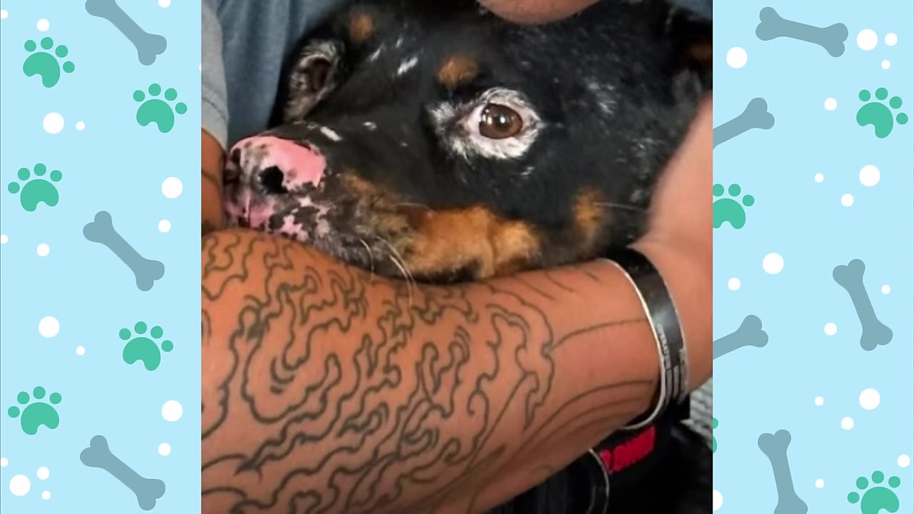 A close-up of a black and tan dog with white patches around its eyes and a pink nose, being held closely in the tattooed arms of a person.