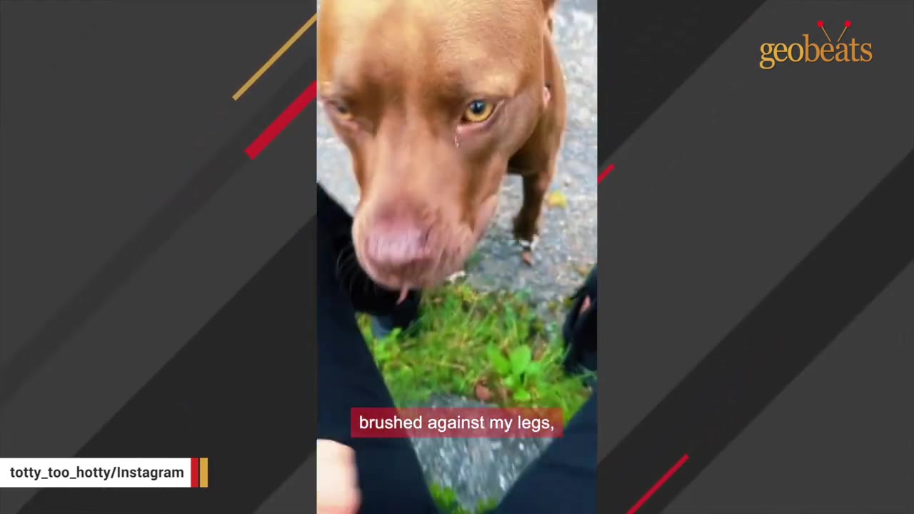 A brown pit bull walks up and brushes against a person's legs, viewed from a high angle looking down.