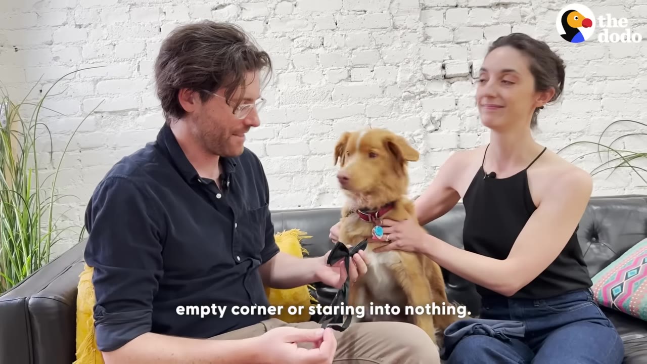 A man and a woman sit on a black leather couch with a fluffy brown dog, with subtitles reading 'empty corner or staring into nothing.'