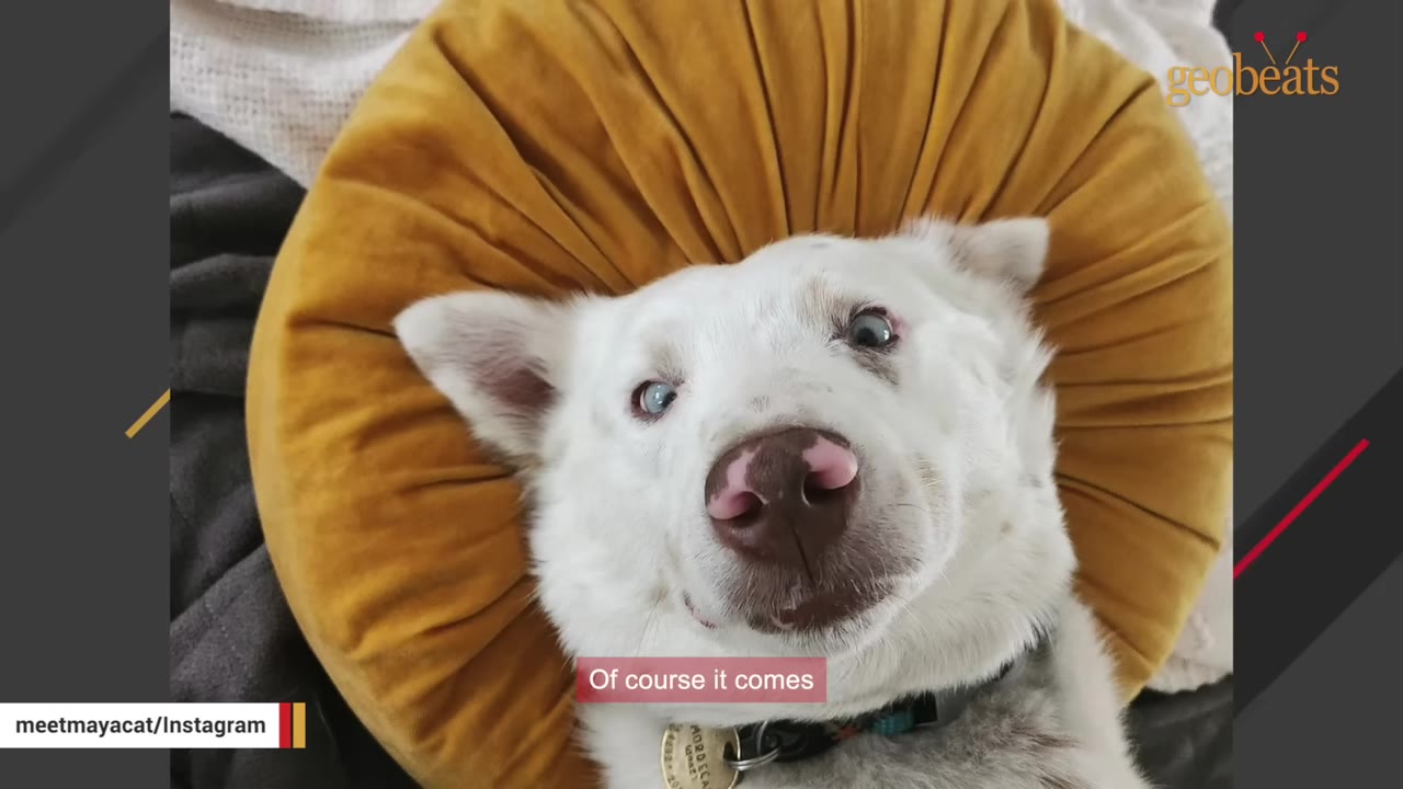 A close-up of a white dog with blue eyes resting its head on a round, mustard-yellow velvet pillow.
