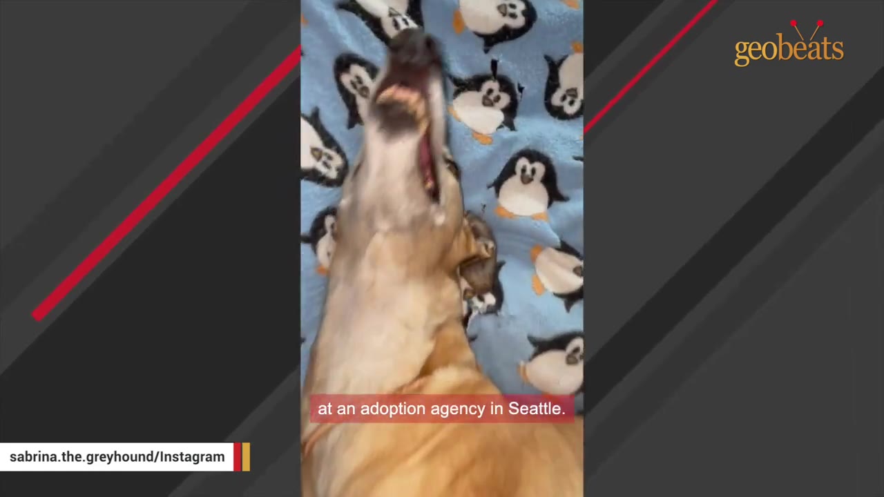 A tan greyhound lies on its back on a blue blanket patterned with penguins, yawning with its mouth wide open.