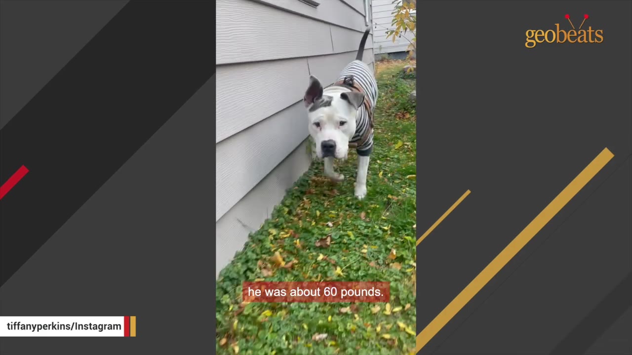 A white and grey dog wearing a striped shirt walks along a grassy path next to a house.