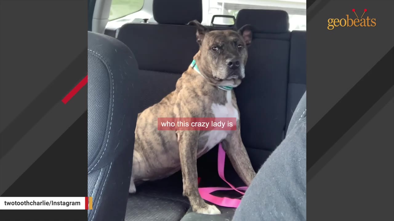 A brindle dog with a skeptical expression sits in the back seat of a car during a ride.