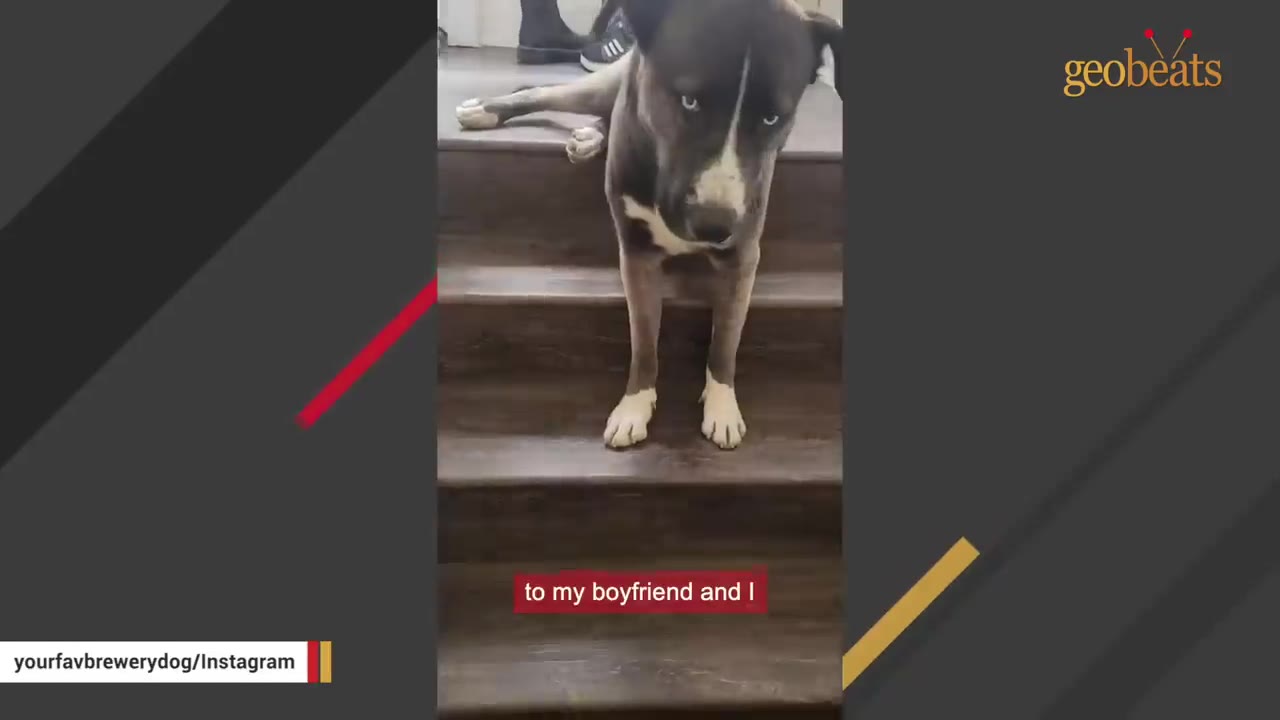 A black and white dog with light-colored eyes standing on wooden stairs with its front legs on a lower step and its back legs stretched out on a higher step.