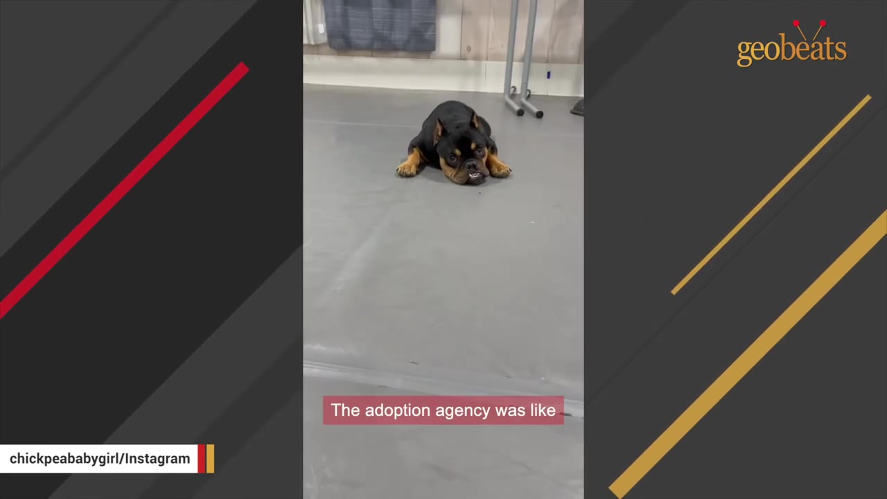 A small black and tan dog lies flat on a grey floor, looking directly at the camera with a slightly underbite expression.